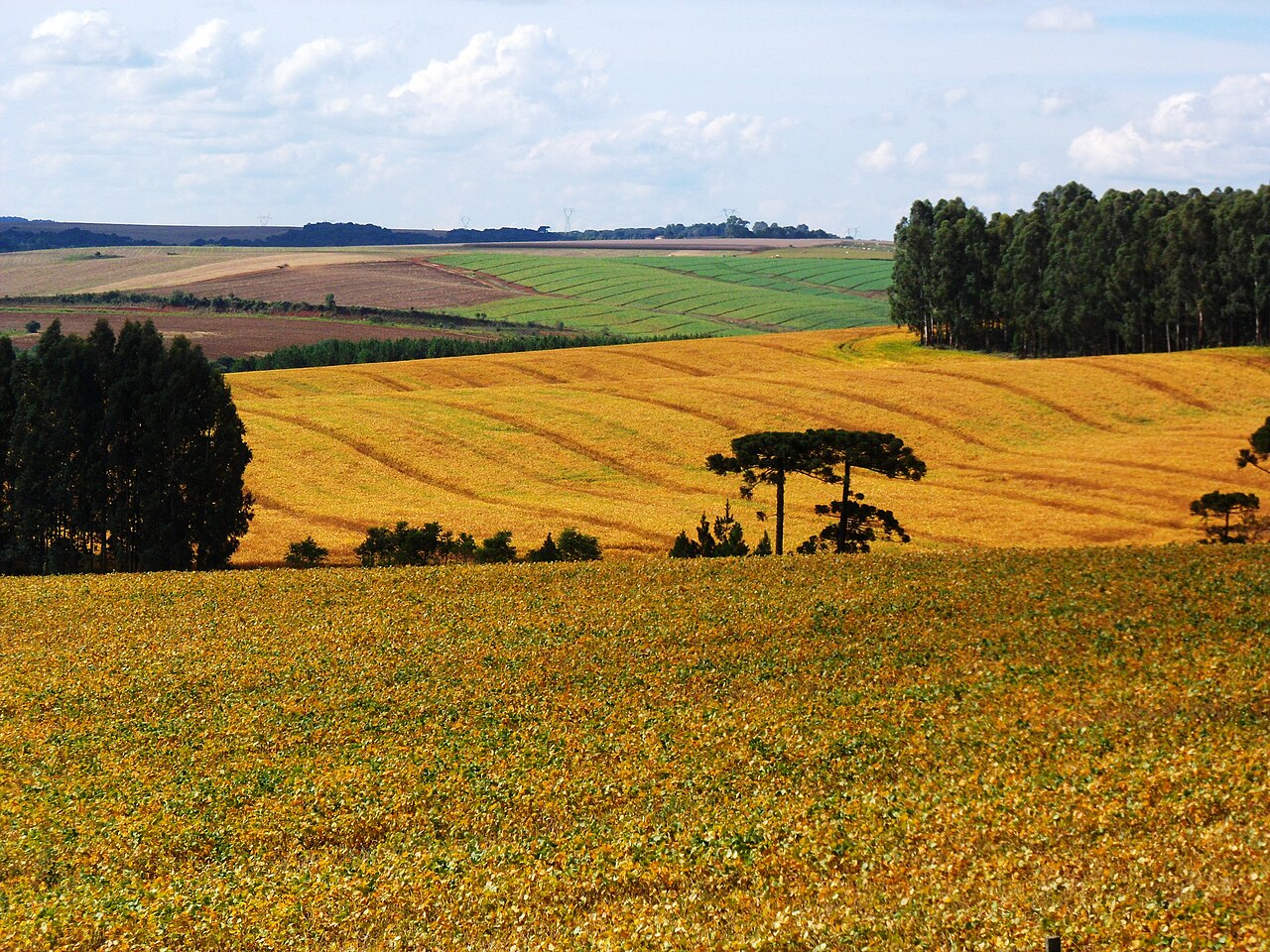 Oeste do Paraná colhe recorde: soja 2025/26 deve superar 22 milhões de toneladas e milho cresce 25% na área plantada