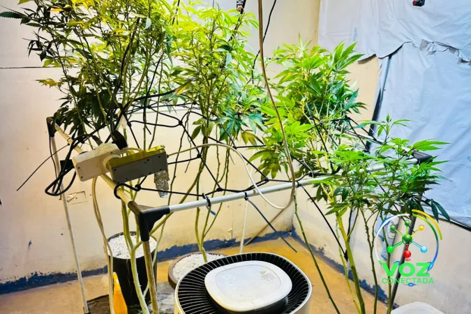 PMPR apreende plantas de maconha e balanças após denúncias em Londrina