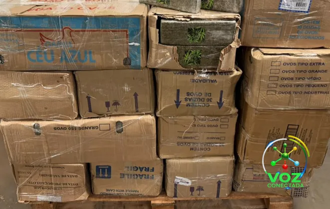 Força-tarefa prende motorista com 721 kg de maconha na BR-277 em Foz do Iguaçu