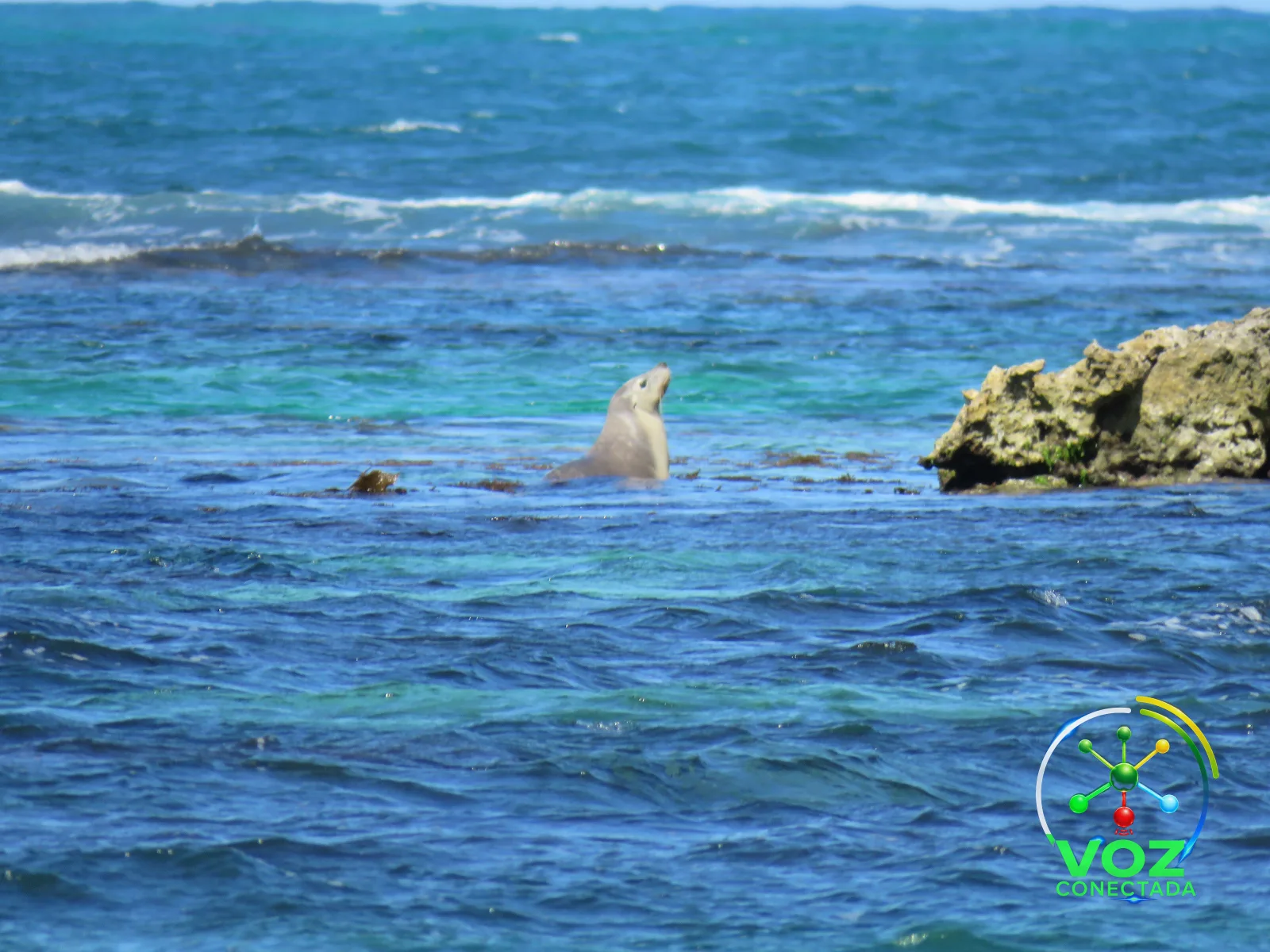 Lobo-marinho-australiano numa ilha da Austrália Ocidental