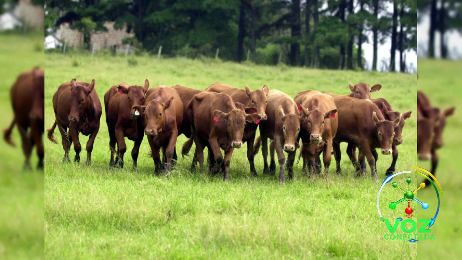 Rio Grande do Sul enfrenta herança de três guerras judiciais que definem futuro econômico e ambiental