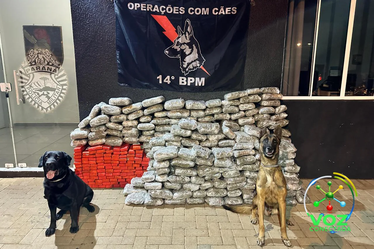 Apreensões de maconha na fronteira do Oeste do Paraná crescem 228% em dez anos e batem recorde
